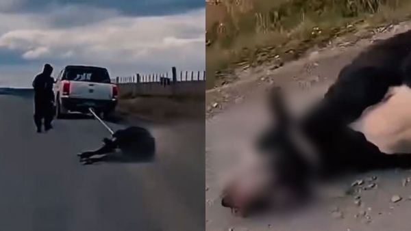 INDIGNANTE maltrato animal en Magallanes: vaca fue arrastrada por camioneta