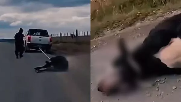 INDIGNANTE maltrato animal en Magallanes: vaca fue arrastrada por camioneta