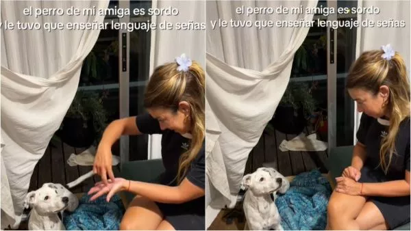 El perrito sordo es viral en TikTok