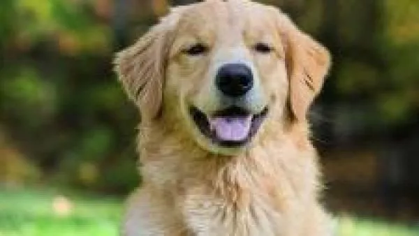 asesinato drako salamanca