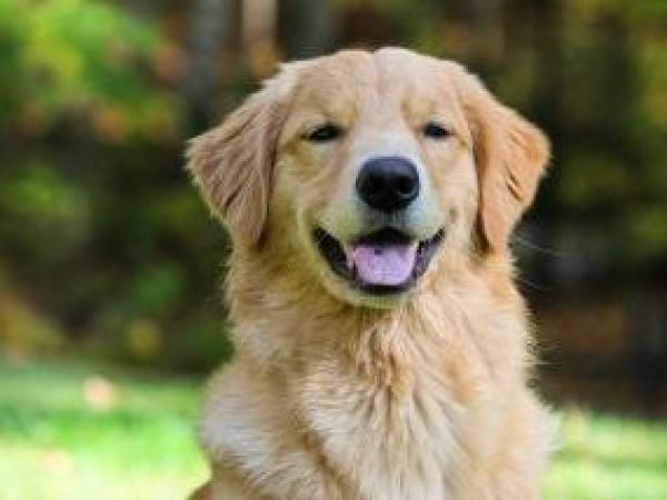 asesinato drako salamanca