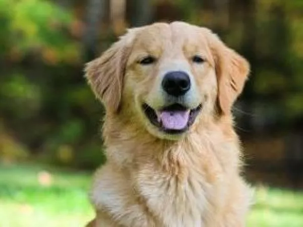 asesinato drako salamanca