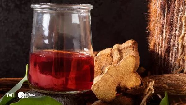 Ayahuasca. Bebida y raíz.