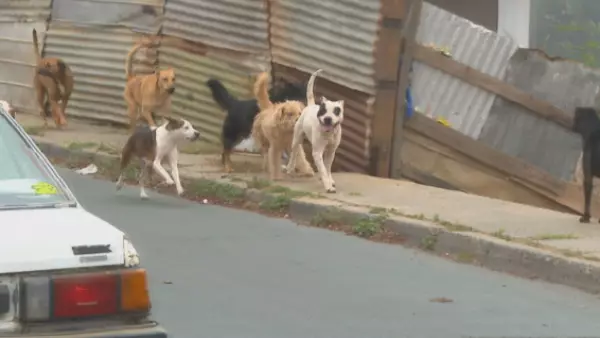 ataque jaurias de perros