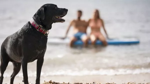 ¿Se puede ir con perros a la playa en Chile?: Especialista responde