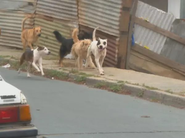 ataque jaurias de perros