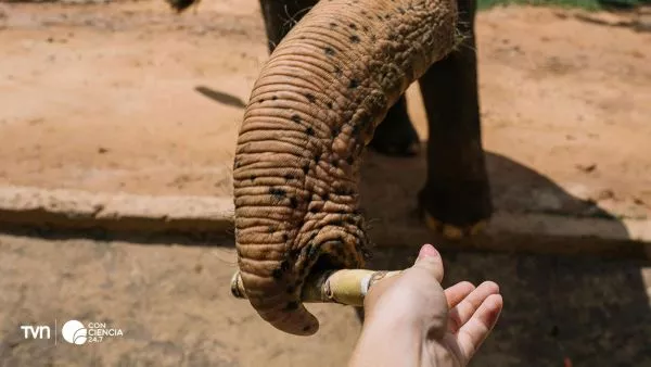 Bigotes de elefante de cerca.