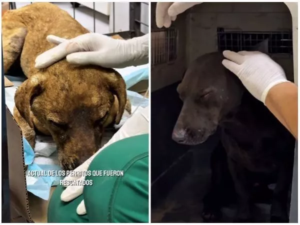 Perros rescatados por Municipalidad de Renca.