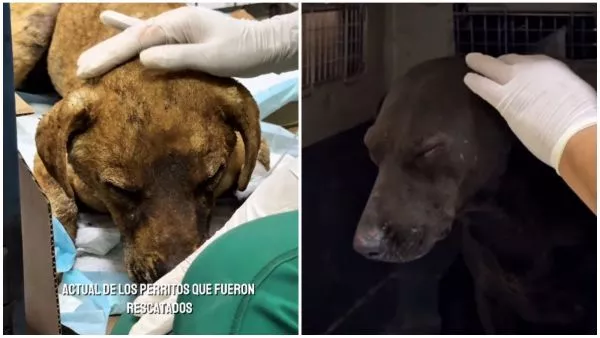 Perros rescatados por Municipalidad de Renca.