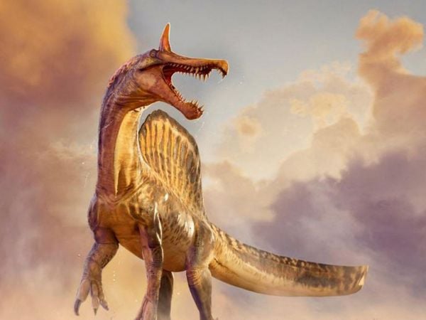 Spinosaurus nuevo del Sahara.