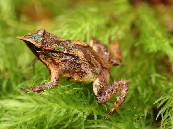 Ranita de Darwin en Chiloé.