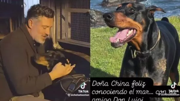 Perrita rescatada de Sebastián Sichel