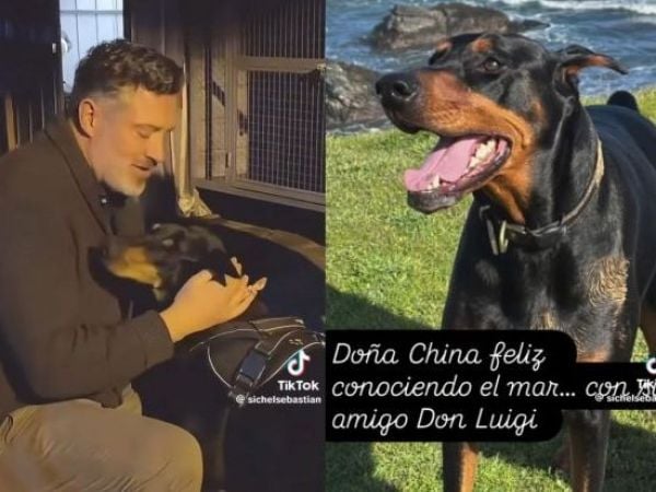 Perrita rescatada de Sebastián Sichel