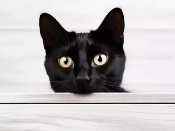 cancer gatos