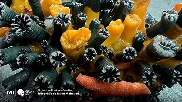 Redescubren coral crítico en arrecifes profundos.