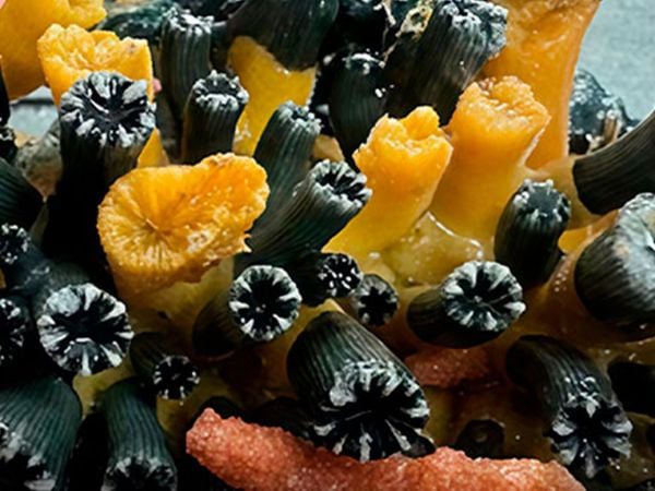 Redescubren coral crítico en arrecifes profundos.