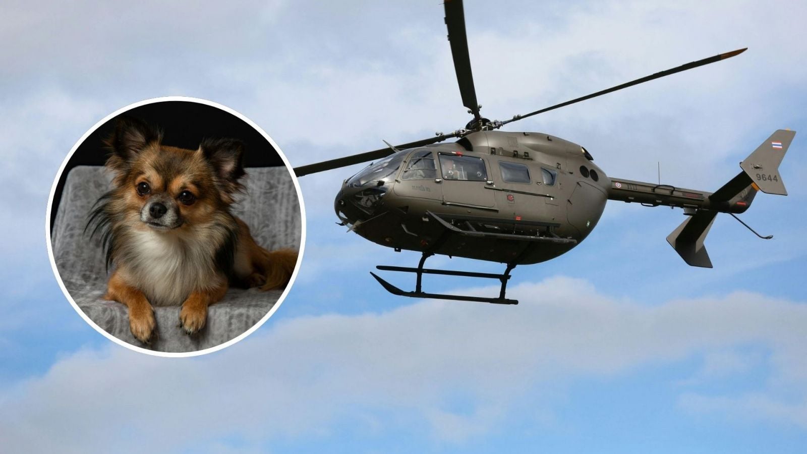 Un perro sobrevive al accidente de helicóptero que dejó 15 muertos en Perú.