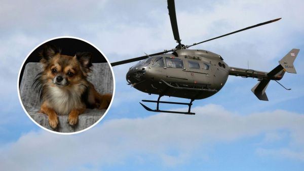 Un perro sobrevive al accidente de helicóptero que dejó 15 muertos en Perú.