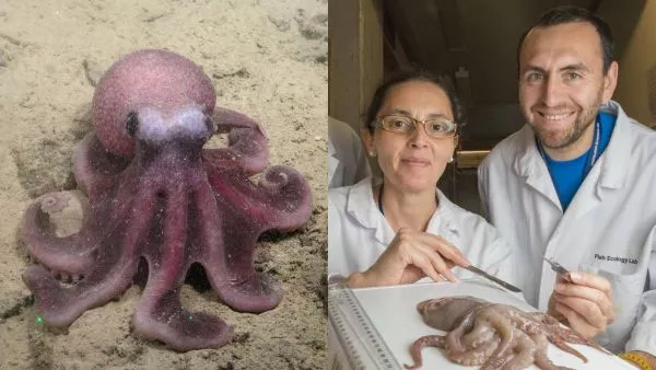 Cientìficos de la UNAB descubren una nueva especie de pulpo que amplía la biodiversidad del Pacífico suroriental.
