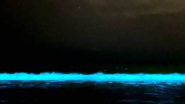 Bioluminiscencia