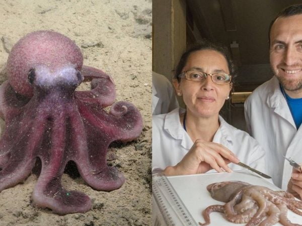 Cientìficos de la UNAB descubren una nueva especie de pulpo que amplía la biodiversidad del Pacífico suroriental.