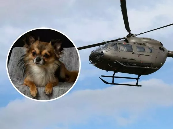 Un perro sobrevive al accidente de helicóptero que dejó 15 muertos en Perú.