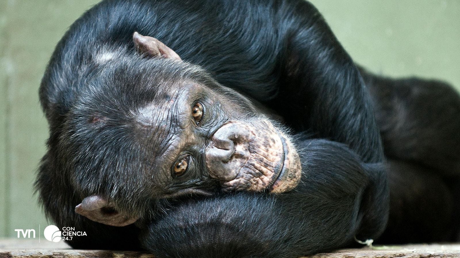 Chimpancés salvajes dan positivo en alcohol