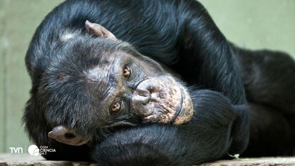 Chimpancés salvajes dan positivo en alcohol
