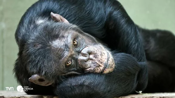 Chimpancés salvajes dan positivo en alcohol