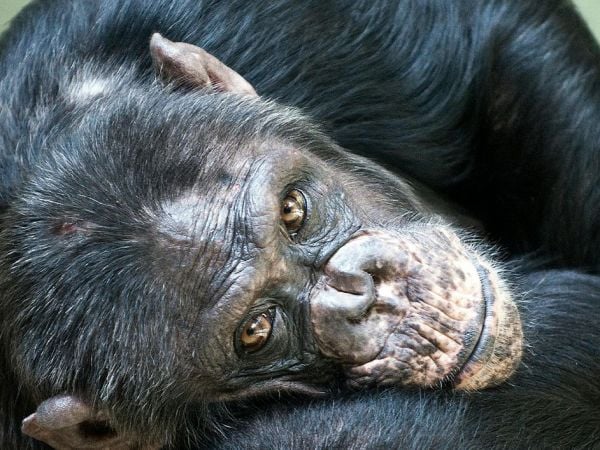 Chimpancés salvajes dan positivo en alcohol