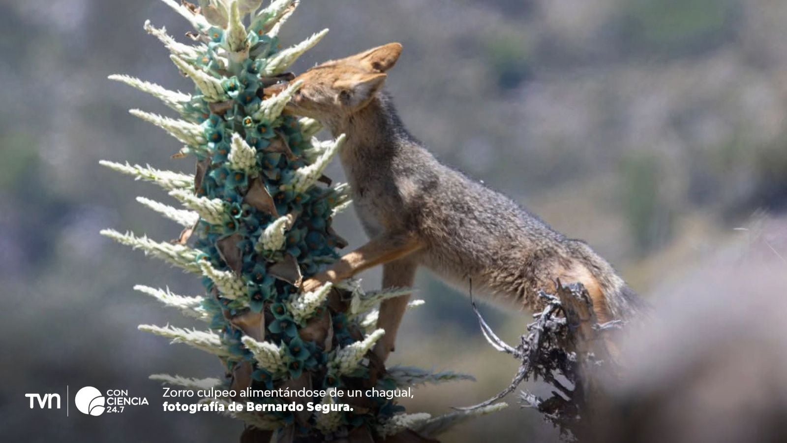 Zorro culpeo alimentándose de chagual.