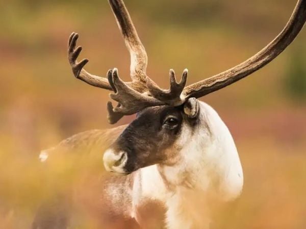 Los renos hembra roen las astas dejadas por otros ejemplares para tener un suplemento nutricional posparto.