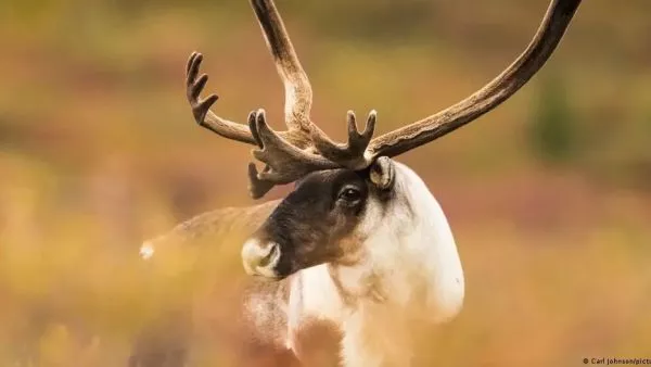 Los renos hembra roen las astas dejadas por otros ejemplares para tener un suplemento nutricional posparto.