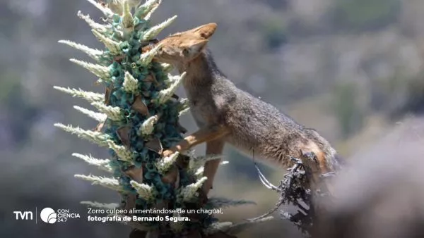 Zorro culpeo alimentándose de chagual.