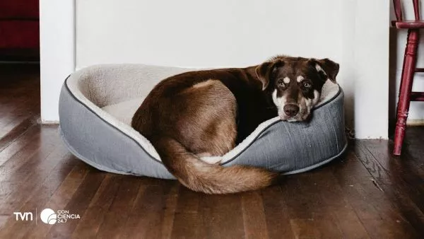 Perro adentro de la casa.