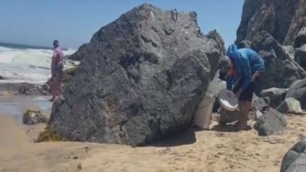 Robo de locos y erizos en áreas de manejo de Quintay