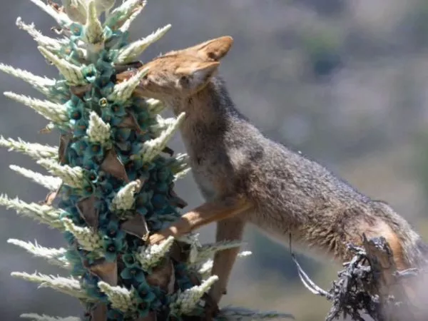 Zorro culpeo alimentándose de chagual.