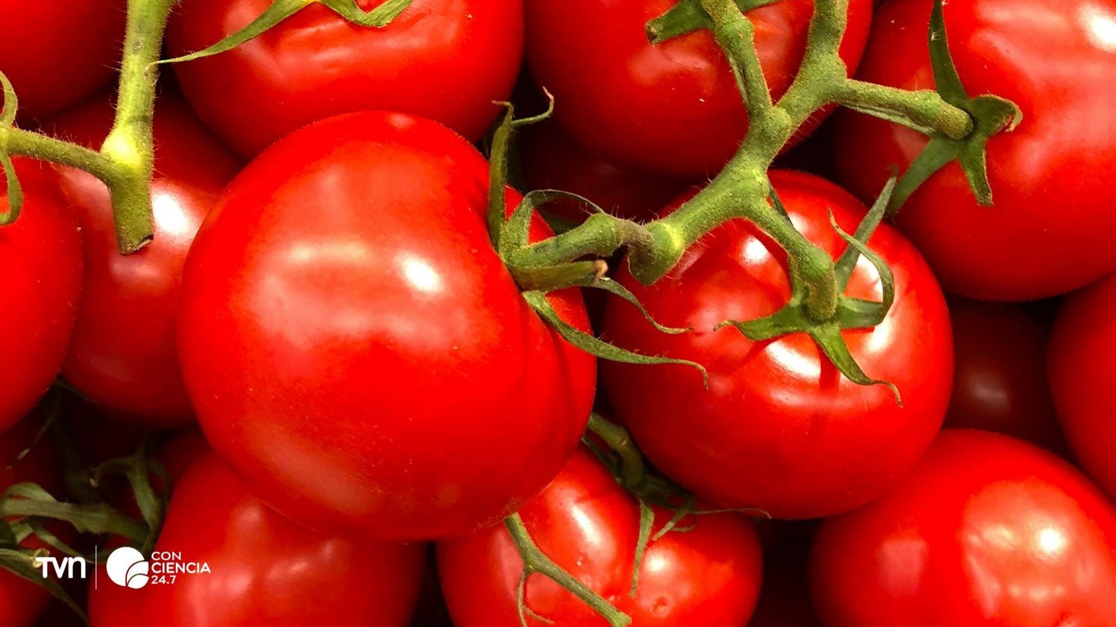 Tomate editado con CRISPR logra aroma a palomitas.