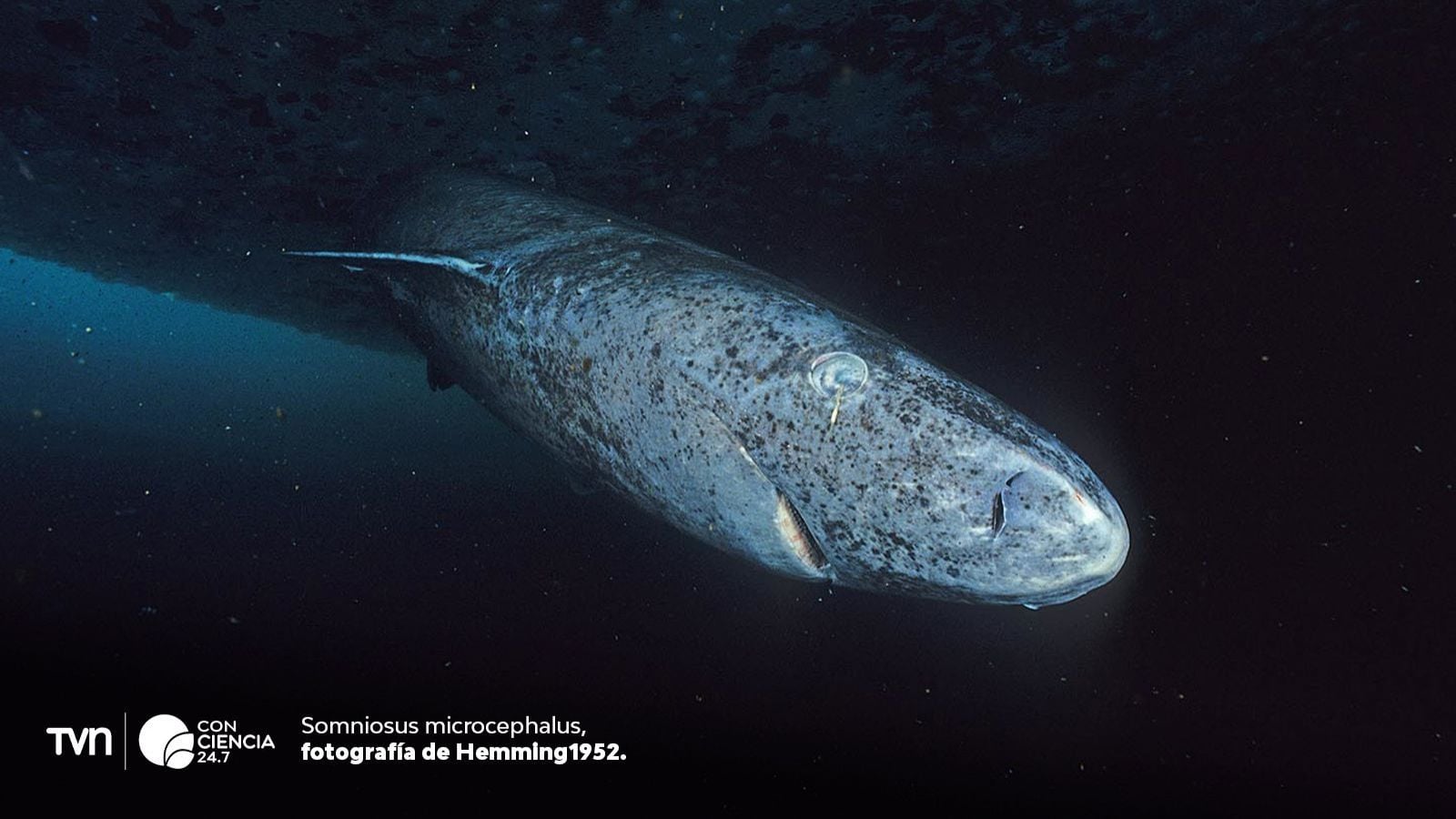Tiburón de Groenlandia.