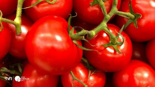 Tomate editado con CRISPR logra aroma a palomitas.