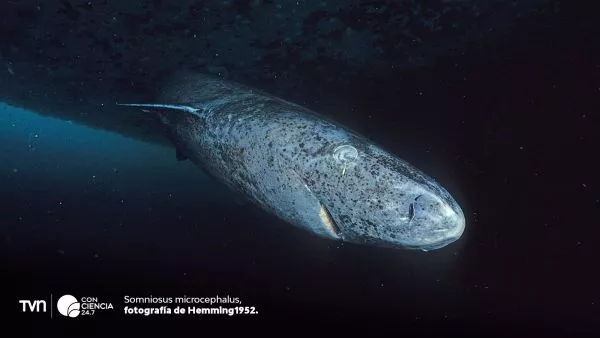 Tiburón de Groenlandia.