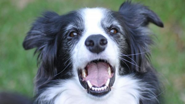 Perro border collie.
