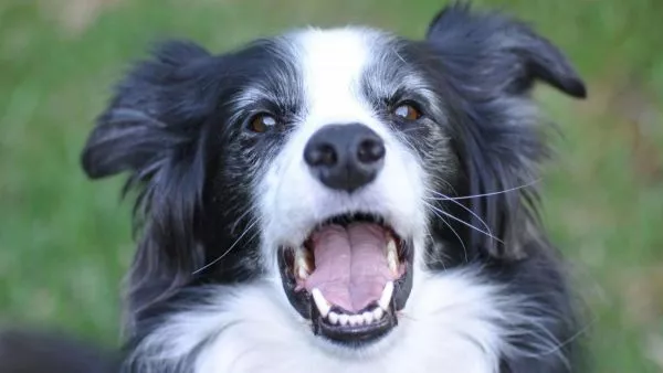 Perro border collie.