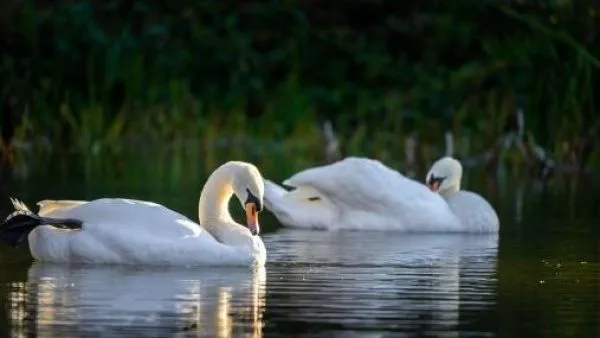 influenza aviar H5N1 en Valparaíso