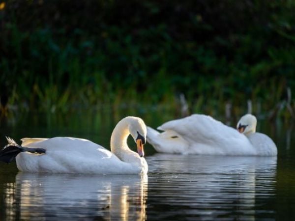 influenza aviar H5N1 en Valparaíso