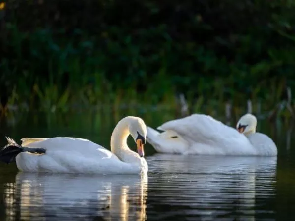 influenza aviar H5N1 en Valparaíso