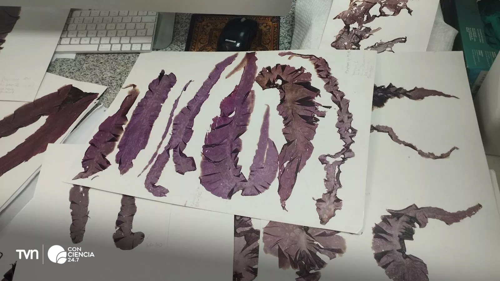 Descubren tres nuevas especies de algas rojas en el Pacífico.