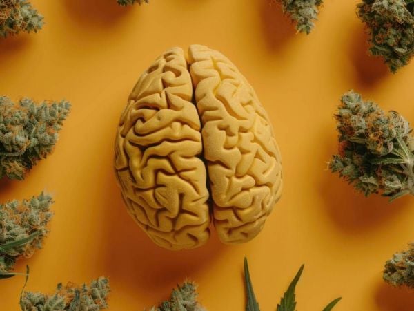 Infografía de un cerebro acompañado por marihuana