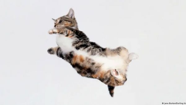Un gato en caída libre reorienta su cuerpo en milisegundos con una precisión que desconcertó a la física durante más de un siglo.