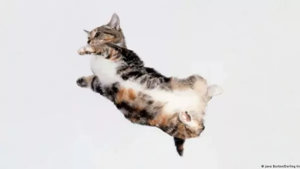 Un gato en caída libre reorienta su cuerpo en milisegundos con una precisión que desconcertó a la física durante más de un siglo.